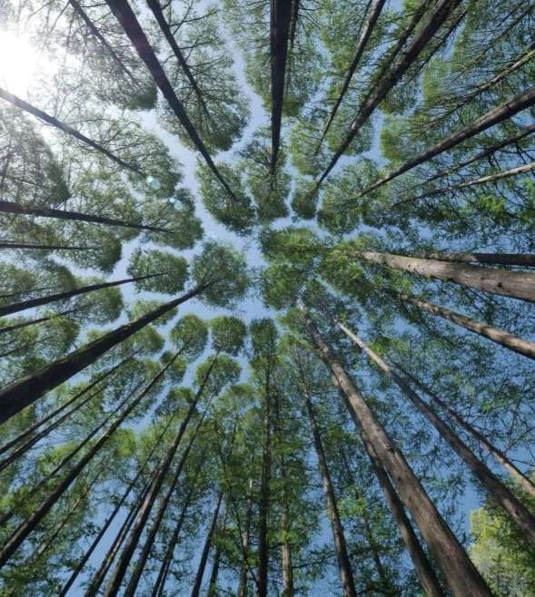 The European Commission adopts a new Delegated Act to simplify EU Taxonomy reporting requirements