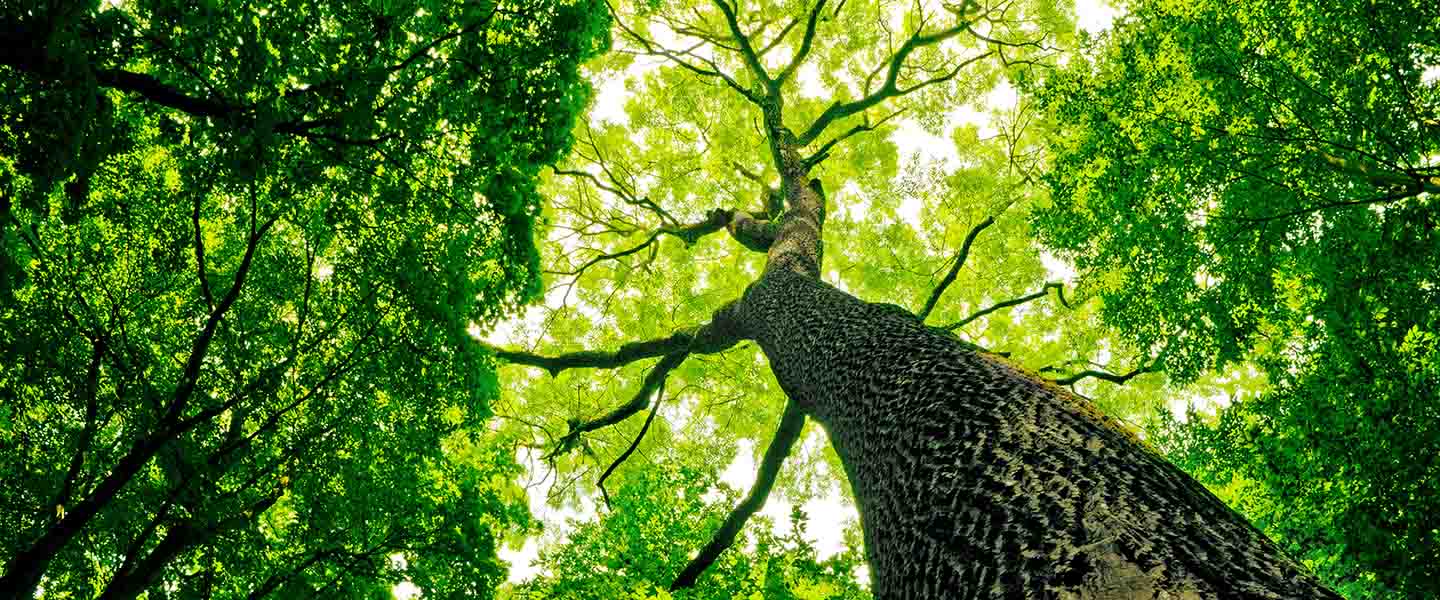 Image of light spreading through a tree