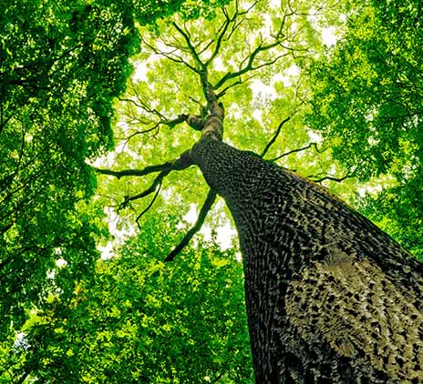 Image of light spreading through a tree